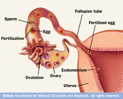breast cancer soy protein free male cum butt cracks